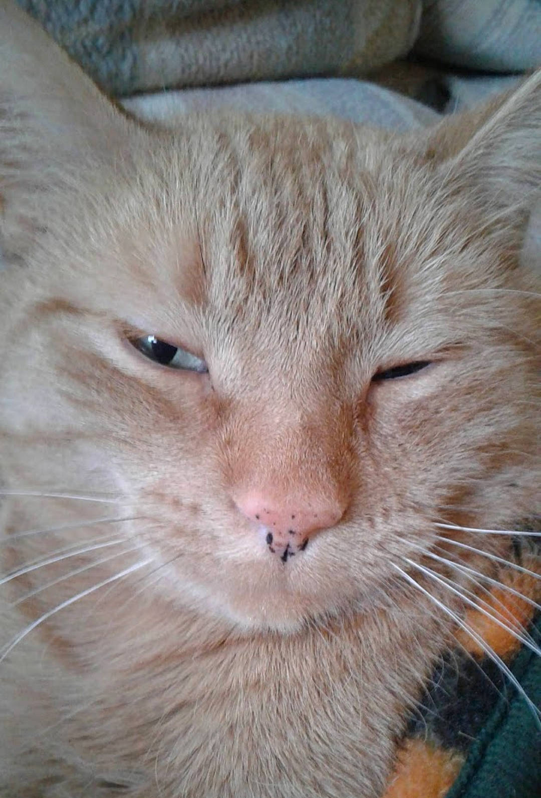 Curtis joined the competition — help win amazing prizes! carnivore, cat, comfort, domestic_short_haired_cat, eye, fawn, felidae, fur, small_to_medium_sized_cats, terrestrial_animal, whiskers, wood