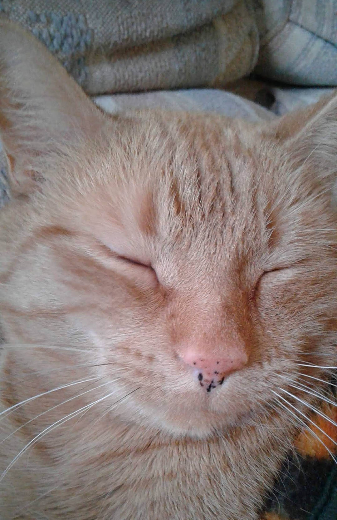 Curtis is registered to the contest to win money with this photo: carnivore, cat, comfort, domestic_short_haired_cat, fawn, felidae, fur, nap, small_to_medium_sized_cats, snout, terrestrial_animal, whiskers, window, wood