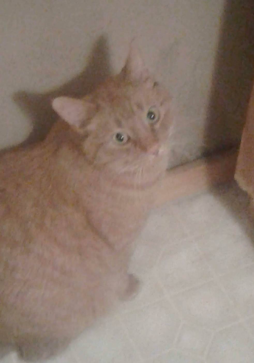 Curtis joined the competition — help win amazing prizes! carnivore, cat, domestic_short_haired_cat, fawn, felidae, flooring, fur, hardwood, paw, small_to_medium_sized_cats, tail, whiskers, wood