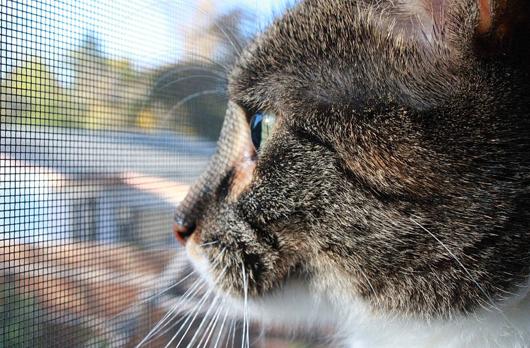 Smalls is registered to the contest to win money with this photo: carnivore, cat, close_up, domestic_short_haired_cat, fawn, felidae, fence, fur, grass, mesh, paw, sky, small_to_medium_sized_cats, snout, tail, terrestrial_animal, tree, whiskers, wildlife, wire_fencing