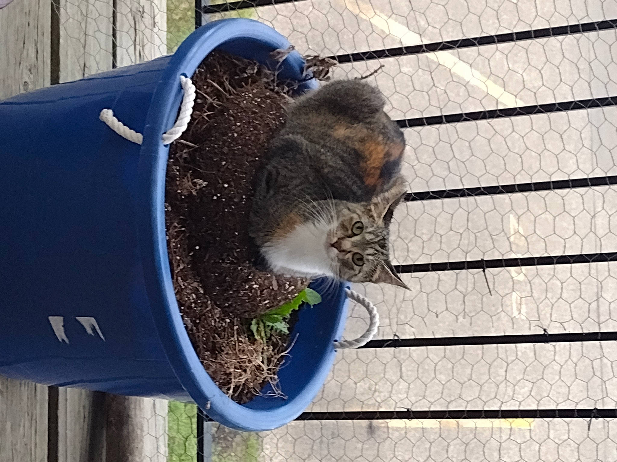 Smalls is registered to the contest to win money with this photo: canidae, carnivore, cat, cat_supply, domestic_short_haired_cat, electric_blue, felidae, fur, grass, metal, pet_supply, small_to_medium_sized_cats, snout, sporting_group, squirrel, tail, terrestrial_animal, whiskers, wildlife, wood