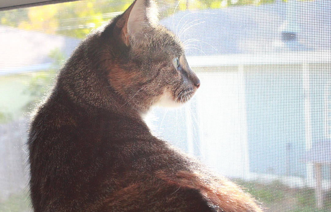 Smalls is registered to the contest to win money with this photo: black_cat, carnivore, cat, domestic_short_haired_cat, eye, fawn, felidae, fur, grass, lynx, mesh, plant, small_to_medium_sized_cats, tail, terrestrial_animal, tree, trunk, whiskers, window, wood