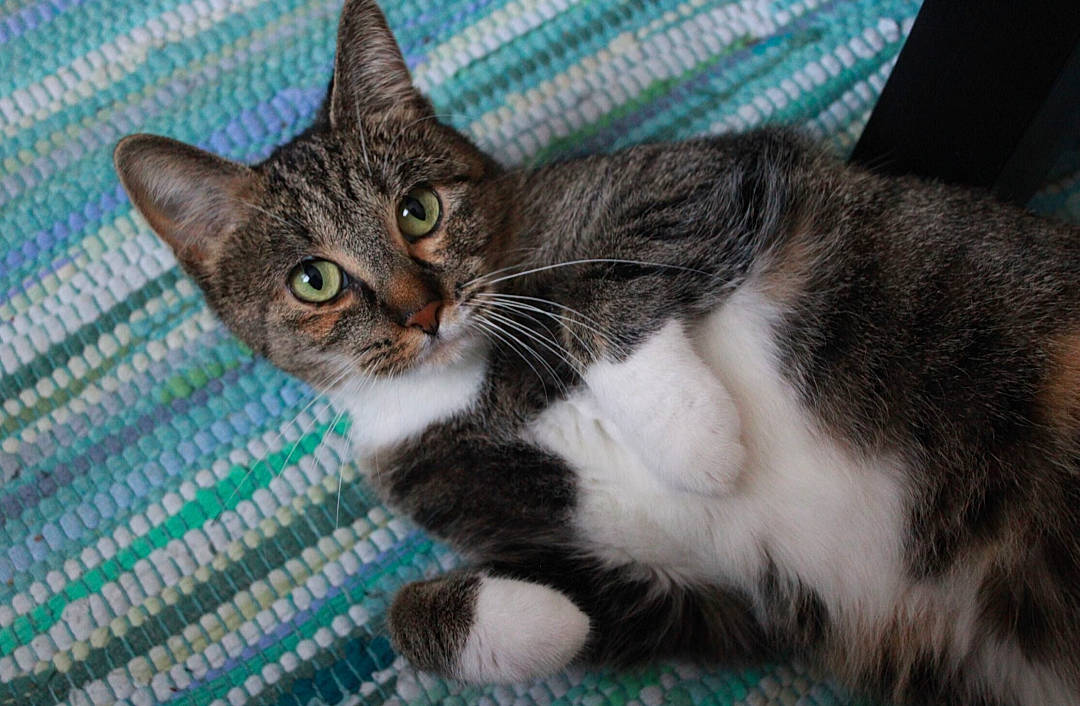 Smalls is registered to the contest to win money with this photo: carnivore, cat, cat_supply, claw, domestic_short_haired_cat, felidae, fur, paw, pet_supply, small_to_medium_sized_cats, snout, tail, terrestrial_animal, whiskers, window