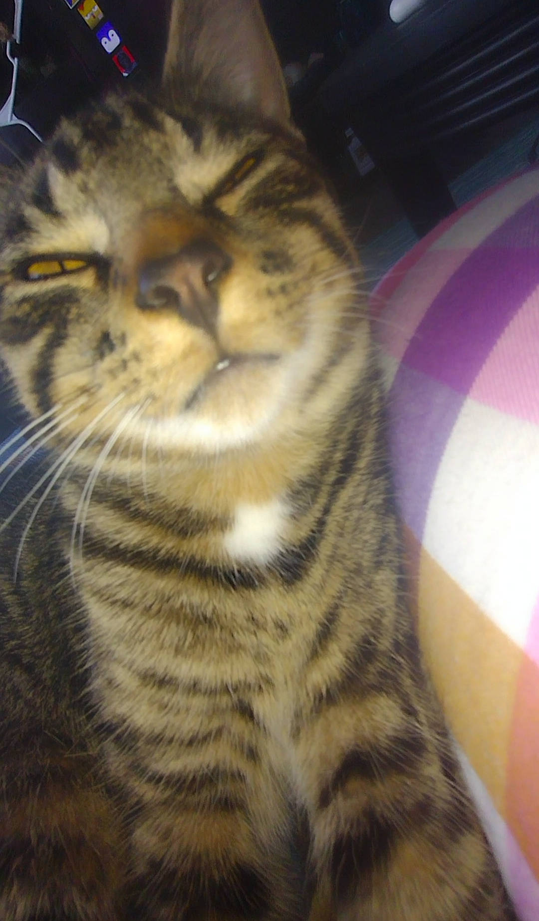 Jasper joined the competition — help win amazing prizes! carnivore, cat, comfort, domestic_short_haired_cat, felidae, fur, paw, small_to_medium_sized_cats, snout, tail, terrestrial_animal, whiskers, wildlife