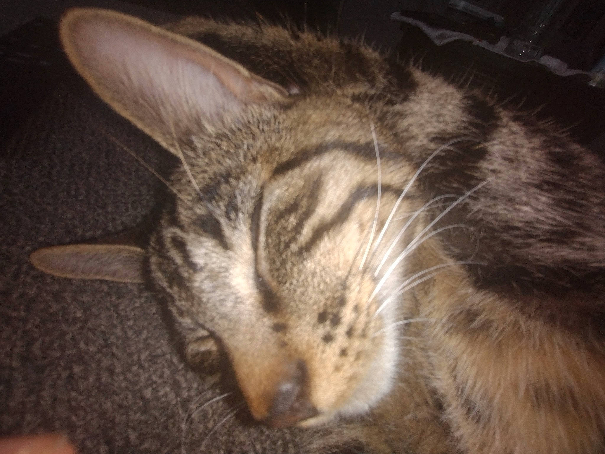 Jasper is registered to the contest to win money with this photo: carnivore, cat, cloud, comfort, darkness, domestic_short_haired_cat, felidae, fur, nap, night, paw, sky, sleep, small_to_medium_sized_cats, snout, terrestrial_animal, whiskers, wildlife, wood