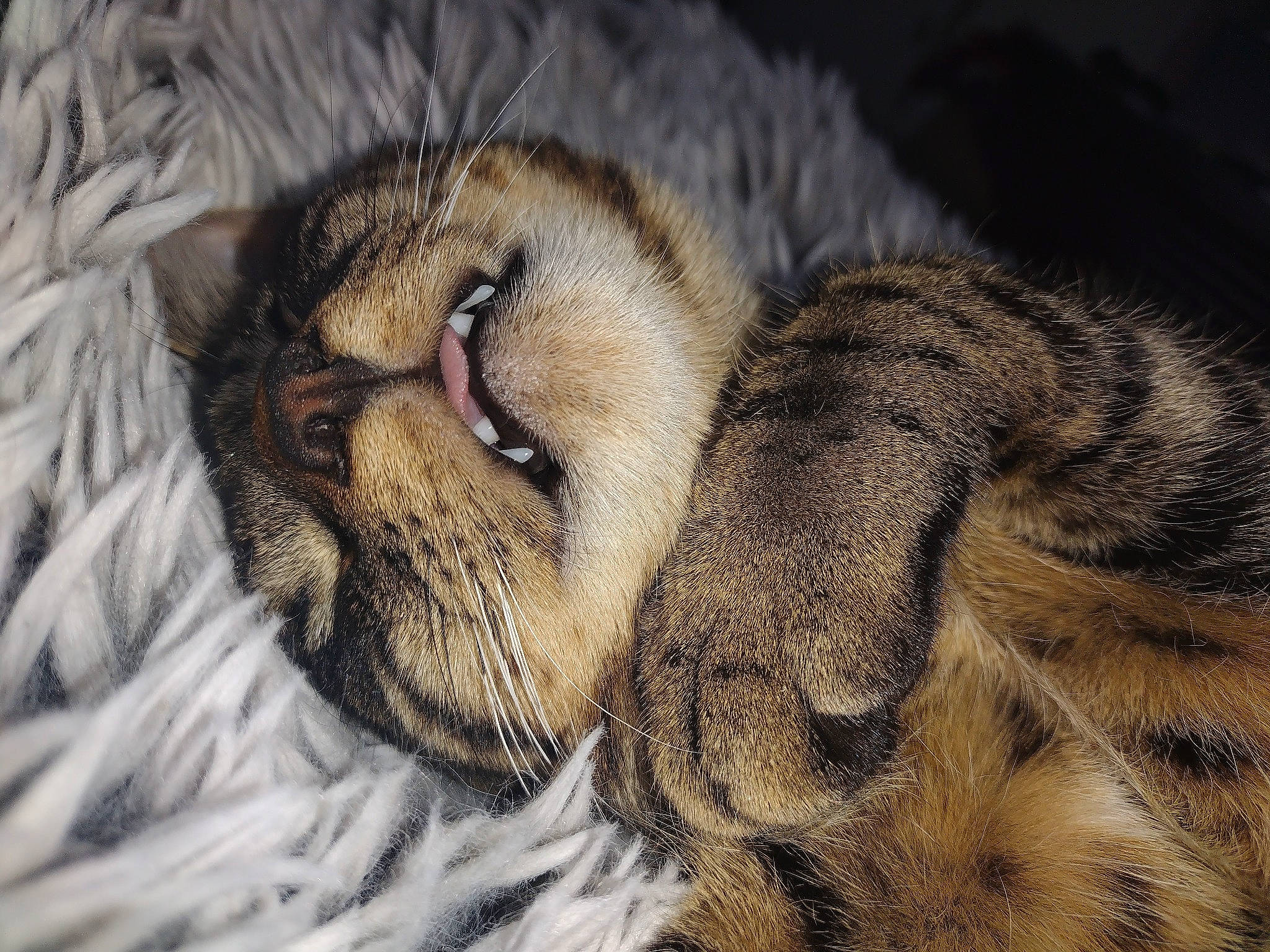 Jasper is registered to the contest to win money with this photo: big_cats, carnivore, cat, claw, domestic_short_haired_cat, eye, fawn, felidae, fur, head, pattern, paw, siberian_tiger, small_to_medium_sized_cats, snout, tail, terrestrial_animal, tree, whiskers, wildlife