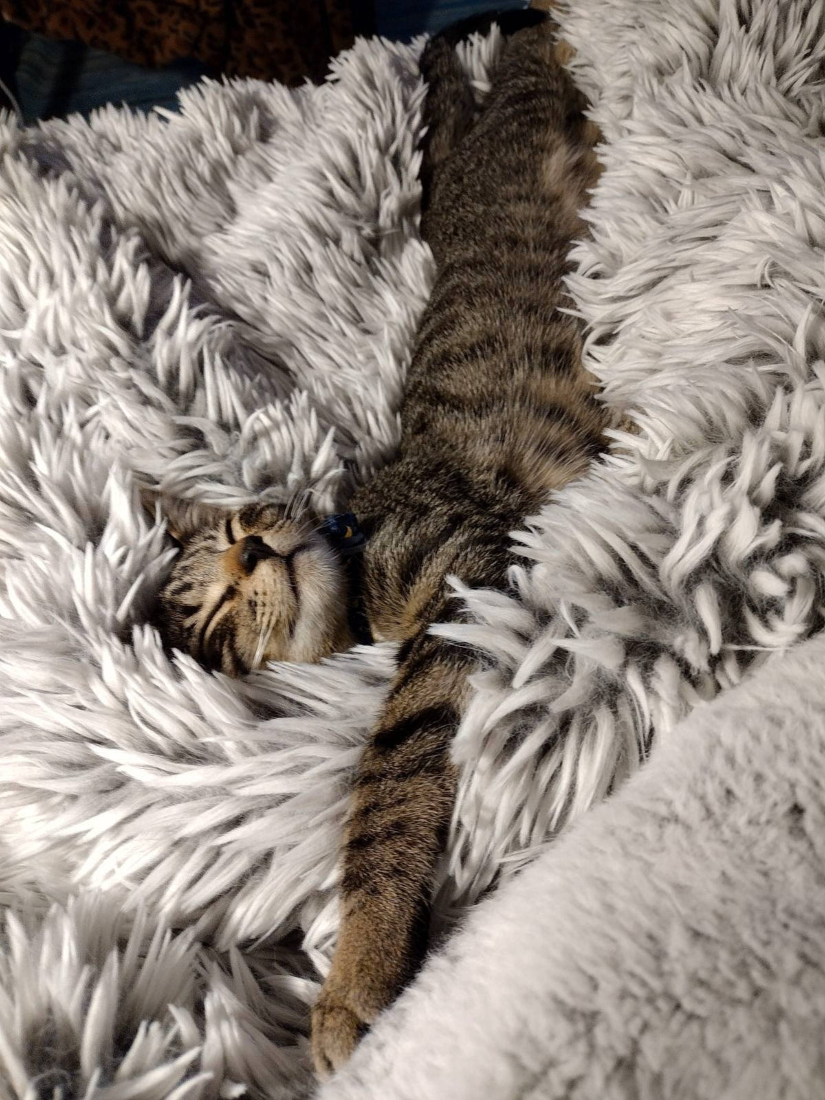 Jasper is registered to the contest to win money with this photo: carnivore, cat, claw, close_up, comfort, domestic_short_haired_cat, felidae, fur, grey, linens, nap, pattern, paw, sleep, small_to_medium_sized_cats, tail, textile, tree, whiskers, wildlife