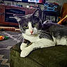Blu joined the competition — help win amazing prizes! cat, gray_cat, white_cat, indoor, living_room, couch, carpet, toy, carrot_toy, furniture, entertainment_center, radio, relaxed, pet, animal, yellow_eyes, whiskers, home, cozy, curious