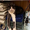 cat, towel, stacked_towels, gray_cat, white_cat, indoor, shelf, closet, furniture, relaxed, pets, stretching, cozy, linen, domestic, fur, animal, resting, paws, household