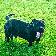 Leonitus joined the competition — help win amazing prizes! dog, black_dog, grass, green_lawn, ball, outdoor, pet, canine, playing, sunlight, tongue_out, animal, summer, happy, nature, field, daytime, grass_field, fun, fetch