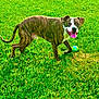 Leonitus is registered to the contest to win money with this photo: dog, brindle, grass, green_lawn, ball, pet, canine, outdoor, playful, tongue_out, sunny, animal, mammal, happy, standing, nature, summer, field, leisure, daytime
