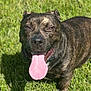 Kane joined the competition — help win amazing prizes! dog, brindle, tongue_out, grass, outdoor, pet, canine, sunlight, happy, animal, nature, mammal, playing, summer, closeup, tongue, friendly, fur, panting, daytime