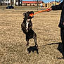 Kane joined the competition — help win amazing prizes! dog, playing, jumping, ball, orange, person, hand, grass, field, sunny, shadow, suburban, building, car, tree, collar, outdoor, action, pet, fetch