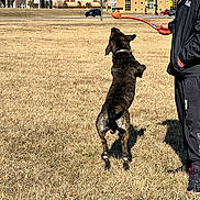 Kane is registered to the contest to win money with this photo: dog, jumping, playing, ball_launcher, person, grass, field, outdoor, daytime, buildings, car, road, shadow, casual_clothing, collar, pet, action, brown_grass, recreation, animal