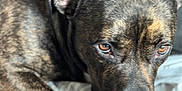 Kane is registered to the contest to win money with this photo: dog, brindle, pet, animal, canine, close_up, fur, lying_down, blanket, brown, black, ears, nose, paw, domestic_animal, indoor, portrait, looking, resting, soft_light