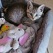 Dobby a rejoint le concours — aidez-le/la à gagner de superbes lots ! kitten, cat, pet_bed, plush_toy, elephant_toy, yellow_mouse_toy, feline, fur, curious, cute, indoor, cozy, resting, animal, soft_blanket, gray_fur, large_eyes, floor_tiles, domestic_pet, playful