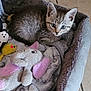 kitten, cat, pet_bed, plush_toy, elephant_toy, yellow_mouse_toy, feline, fur, curious, cute, indoor, cozy, resting, animal, soft_blanket, gray_fur, large_eyes, floor_tiles, domestic_pet, playful