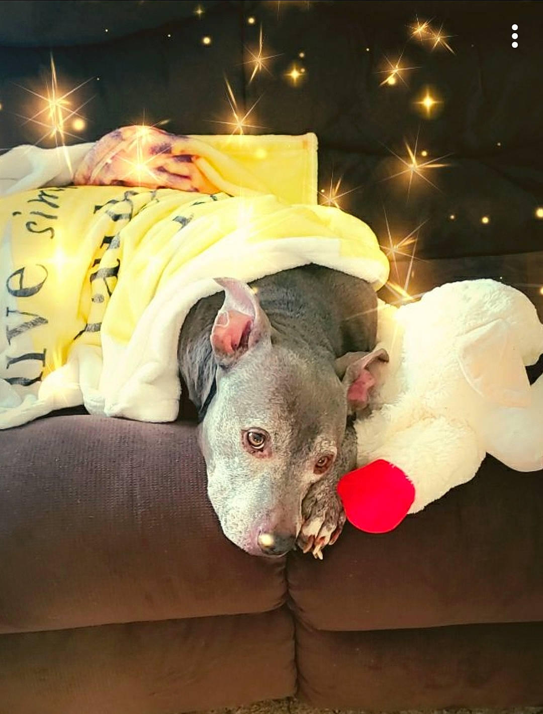 Arian is registered to the contest to win money with this photo: art, carnivore, comfort, companion_dog, couch, event, fawn, felidae, font, fur, head, holiday, plush, snout, stuffed_toy, suidae, teddy_bear, terrestrial_animal, toy, whiskers