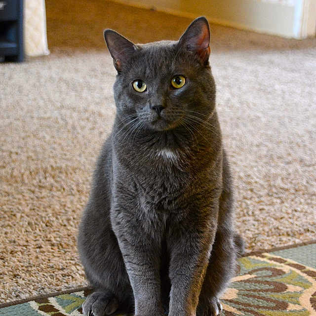 Baby joined the competition — help win amazing prizes! asian, british_shorthair, burmese, carnivore, cat, chartreux, domestic_short_haired_cat, european_shorthair, felidae, kitten, korat, mammal, nebelung, photo_caption, russian_blue, small_to_medium_sized_cats, vertebrate, whiskers
