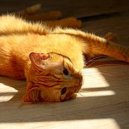 Curry participe au concours pour gagner de l'argent avec cette photo : cat, ginger_cat, sunlight, wooden_floor, relaxed, pet, feline, whiskers, indoor, animal, sleepy, closeup, fur, resting, domestic_cat, cute, soft_light, laying_down, calm, sunbeam