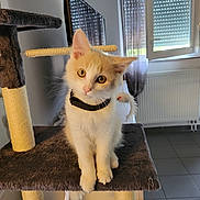 Ange a rejoint le concours — aidez-le/la à gagner de superbes lots ! kitten, cat, indoor, cat_tree, fur, playful, collar, toy_mouse, window, blinds, curious, animal, pet, floor_tiles, furniture, light, domestic, whiskers, cute, young