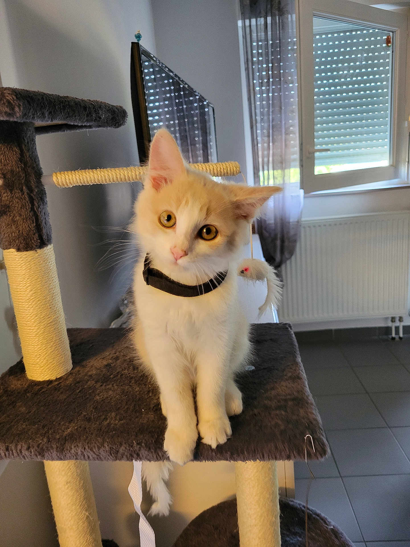 Ange a rejoint le concours — aidez-le/la à gagner de superbes lots ! kitten, cat, indoor, cat_tree, fur, playful, collar, toy_mouse, window, blinds, curious, animal, pet, floor_tiles, furniture, light, domestic, whiskers, cute, young