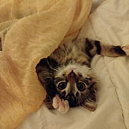 Allix a rejoint le concours — aidez-le/la à gagner de superbes lots ! kitten, cat, pet, blanket, bed, fur, paw, cute, sleepy, indoor, whiskers, tabby, striped, young, animal, relaxing, soft, cozy, wide_eyes, playful