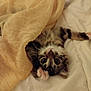 kitten, cat, pet, blanket, bed, fur, paw, cute, sleepy, indoor, whiskers, tabby, striped, young, animal, relaxing, soft, cozy, wide_eyes, playful