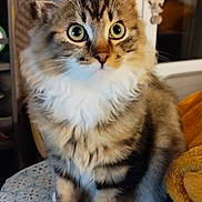 Allix participe au concours pour gagner de l'argent avec cette photo : animal, blanket, cat, close_up, cozy, curious_eyes, domestic, feline, fluffy_fur, household, indoor, patterned_surface, pet, portrait, sitting, soft_texture, striped_fur, tabby_cat, warm_lighting, white_paws