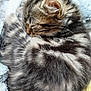 Allix a rejoint le concours — aidez-le/la à gagner de superbes lots ! kitten, cat, tabby, fur, sleeping, whiskers, close_up, cozy, blanket, striped, pet, animal, cute, resting, small, soft, domestic, young, feline, sleep