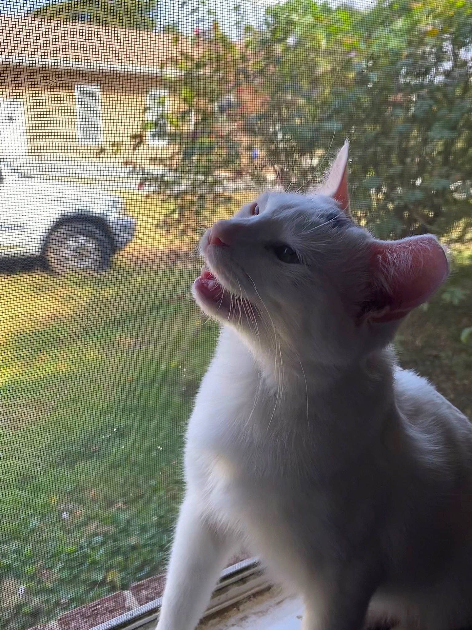 Stella Rose is registered to the contest to win money with this photo: canidae, carnivore, cat, collar, dog_breed, domestic_short_haired_cat, fang, fawn, felidae, grass, jaw, plant, small_to_medium_sized_cats, snout, sporting_group, tail, terrestrial_animal, tire, wheel, whiskers