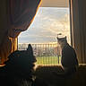 cat, dog, pets, animals, window, sunset, sunlight, silhouette, backlighting, curtains, balcony, railing, outdoors, sky, clouds, grass, cityscape, home, cozy, portrait