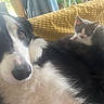 dog, cat, kitten, border_collie, black_and_white, gray, white, pet, animals, companion_animals, cuddling, sitting, lying_down, close_up, portrait, fur, whiskers, eyes, sofa, cushion