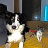 dog, cat, kitten, puppy, black_and_white, gray_and_white, pets, animals, indoors, blanket, couch, portrait, sitting, lying_down, glowing_eyes, flash_photography, window, night, home, companions