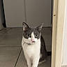 cat, tuxedo_cat, animal, pet, portrait, standing, doorway, indoor, tile_floor, door, doorframe, black_and_white, white_fur, gray_fur, green_eyes, whiskers, ears, tail, front_legs, home