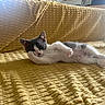 cat, kitten, black_and_white, lying_down, relaxed, sleepy, pet, animal, feline, whiskers, ears, paws, tail, couch, blanket, indoor, sunlight, cozy, portrait, home