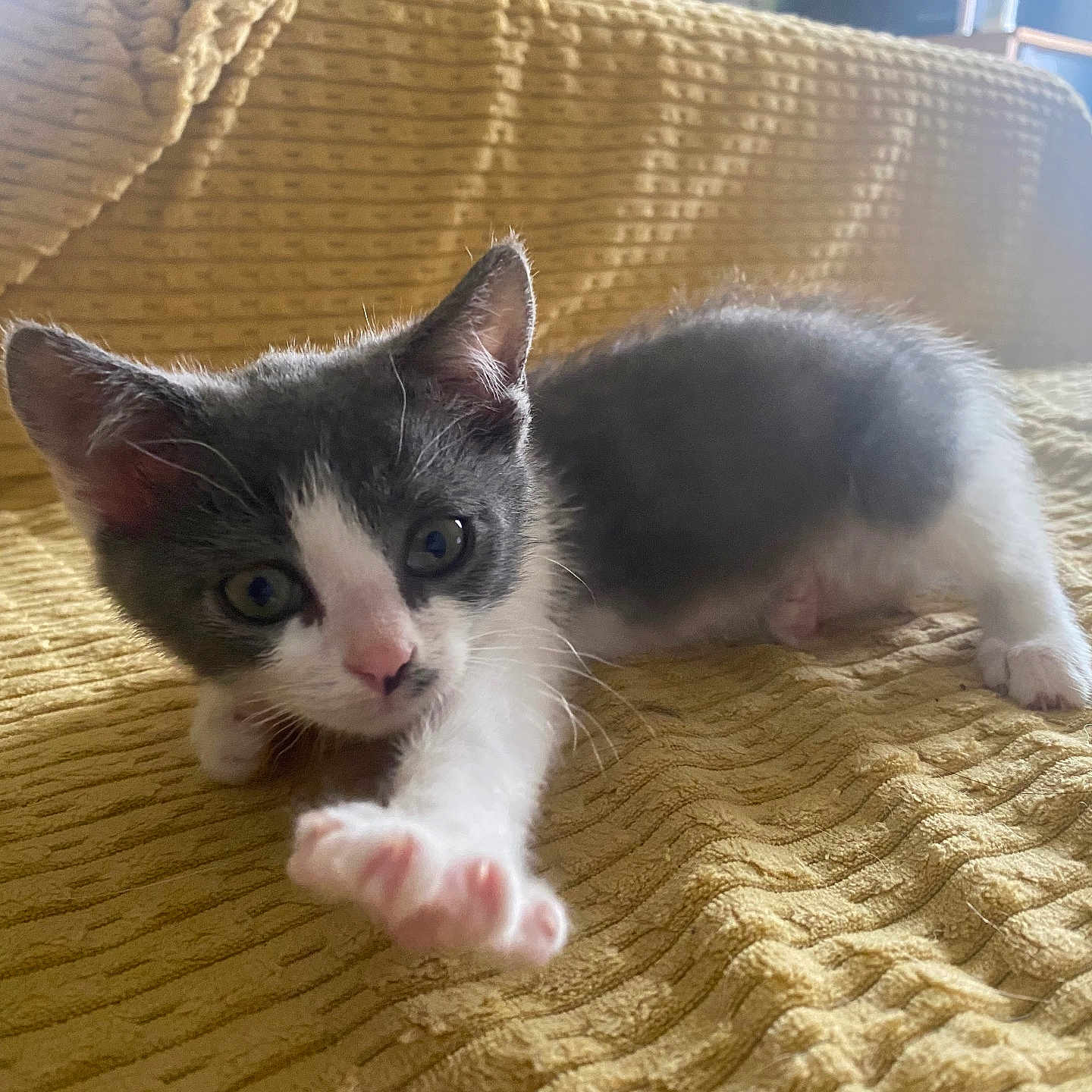 Kumy participe au concours pour gagner de l'argent avec cette photo : kitten, cat, black_and_white, animal, pet, cute, furry, whiskers, ears, eyes, pink_nose, paw, extended_paw, lying_down, crawling, blanket, bed, indoors, sunlight, portrait