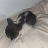 cat, kitten, sleeping, black_and_white, curled_up, bed, bedding, indoors, cozy, nap, resting, furry, small_animal, peaceful, cute, home, bedroom, soft_light, relaxed, portrait