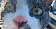 Kumy participe au concours pour gagner de l'argent avec cette photo : cat, kitten, black_and_white, close_up, portrait, face, eyes, golden_eyes, pink_nose, whiskers, fur, feline, curious, staring, sunlight, outdoor, car, vehicle_interior, pet, photography