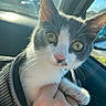 Kumy a rejoint le concours — aidez-le/la à gagner de superbes lots ! cat, kitten, gray_and_white, pet, animal, close_up, portrait, whiskers, ears, eyes, pink_nose, paws, fur, carrier, car, vehicle, sunlight, outdoor, hand, cute