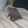 kitten, cat, sleeping, gray_and_white, pet, animal, feline, nap, bed, blanket, bedding, cozy, indoors, resting, closed_eyes, pink_nose, fluffy, cushion, home, portrait