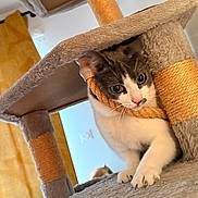 Kumy a rejoint le concours — aidez-le/la à gagner de superbes lots ! cat, kitten, animal, pet, feline, white_and_gray, tabby, blue_eyes, face, whiskers, pink_nose, paws, cat_tree, scratching_post, rope, indoor, cozy, playful, close_up, portrait