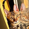 Azia a rejoint le concours — aidez-le/la à gagner de superbes lots ! cat, kitten, feline, bengal_cat, spotted_coat, striped_tail, green_eyes, animal_portrait, window, reflection, glass, sunlight, indoors, close_up, whiskers, ears, nose, curious, warm_lighting, pet