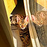 Azia a rejoint le concours — aidez-le/la à gagner de superbes lots ! cat, bengal_cat, pet, feline, animal, striped, spotted, orange, brown, sunlight, sunbeam, reflection, glass_door, sliding_door, indoors, relaxing, lying_down, squinting, whiskers, portrait