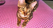 Azia a rejoint le concours — aidez-le/la à gagner de superbes lots ! cat, bengal_cat, animal, pet, feline, portrait, close_up, spotted_fur, striped_fur, orange_fur, green_eyes, large_ears, whiskers, lying_down, front_paws, pink_mat, indoors, textured_surface, curious, photography