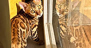 Azia a rejoint le concours — aidez-le/la à gagner de superbes lots ! bengal_cat, cat, reflection, window, doorway, sunlight, golden_hour, indoor, portrait, sitting, tabby, striped_fur, green_eyes, ears, glass, shadow, warm_lighting, home, pet, animal