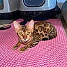Azia a rejoint le concours — aidez-le/la à gagner de superbes lots ! bengal_cat, cat, pet, feline, spotted_fur, striped_fur, golden_eyes, lying_down, lounging, indoor, pink_mat, textured_surface, litter_box, home, animal_portrait, close_up, alert, whiskers, ears, tabby_pattern