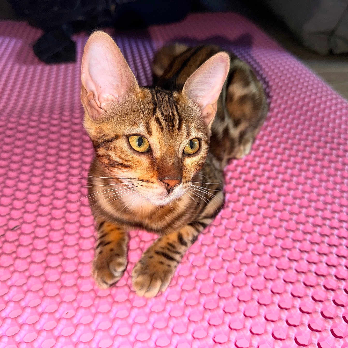 Azia