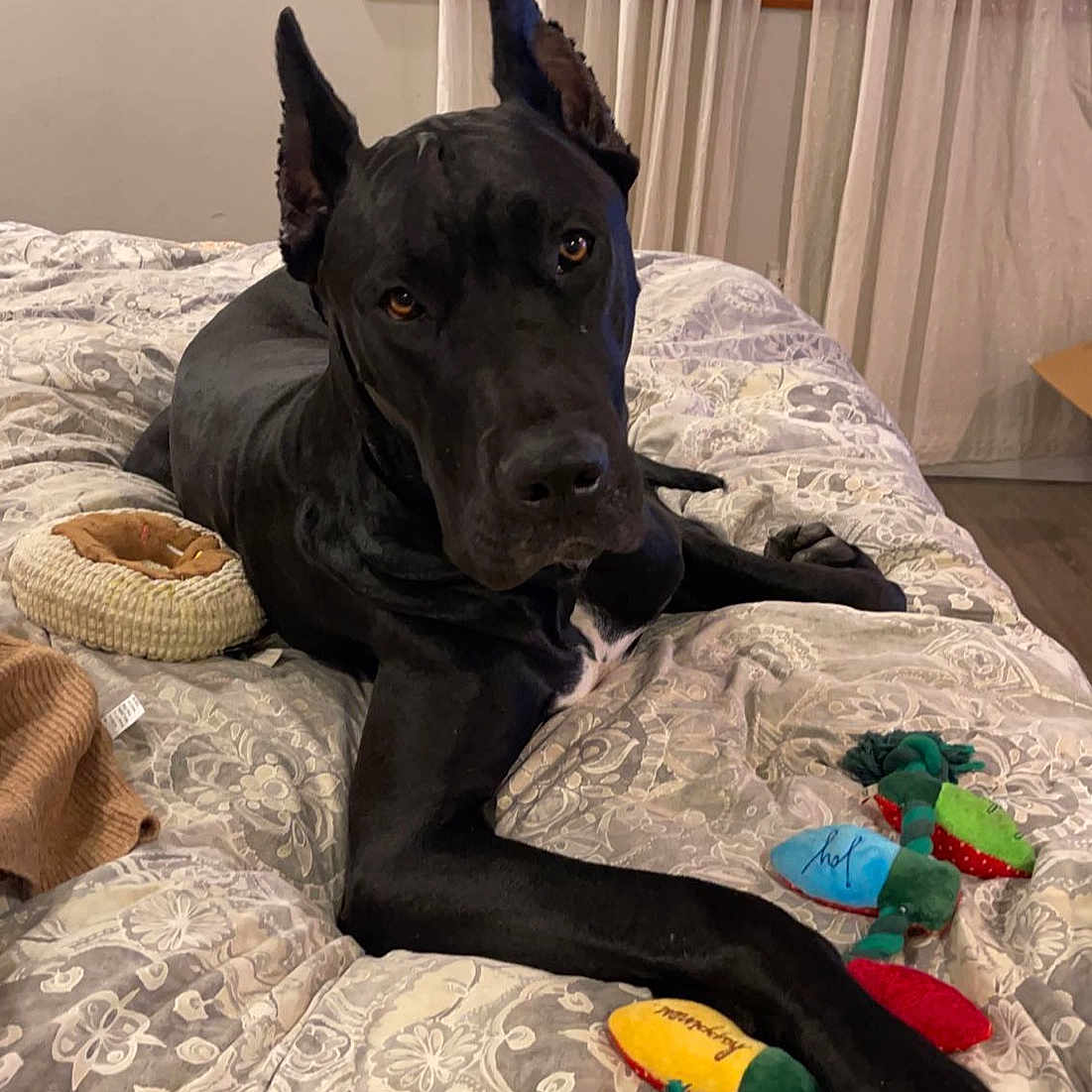 Jax joined the competition — help win amazing prizes! bed, bed_sheet, bedding, canidae, carnivore, comfort, companion_dog, curtain, dog, dog_breed, dog_supply, fawn, guard_dog, linens, remote_control, room, snout, sporting_group, wood, working_animal