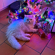 Gaston participe au concours pour gagner de l'argent avec cette photo : cat, white_cat, fluffy_cat, christmas_tree, christmas_lights, ornaments, holiday_decorations, floor_tiles, festive, indoor, pet, cute, animal, holiday, bow, colorful_lights, decor, christmas, relaxing, cozy